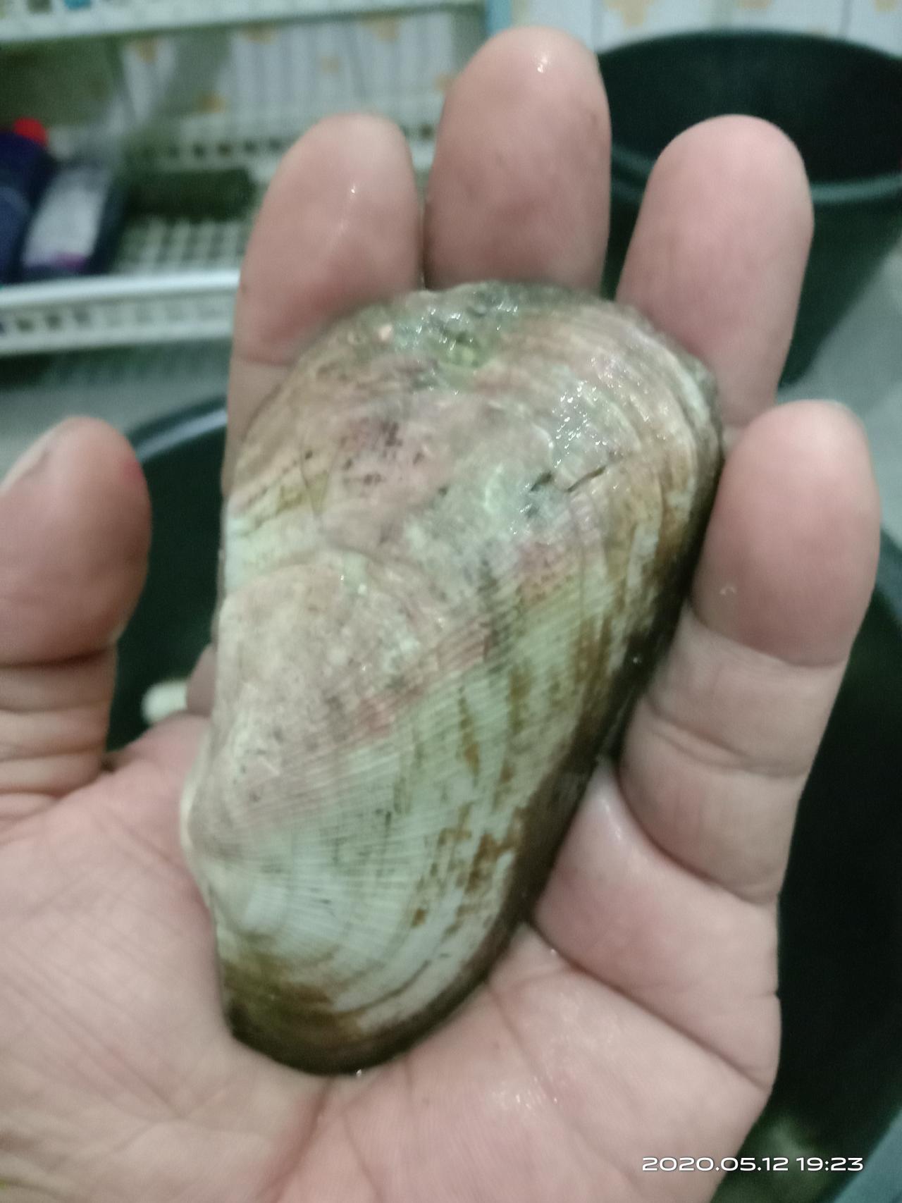 Profile อาหารทะเล มดเอ็ดเอย หอยสดๆ0624943231